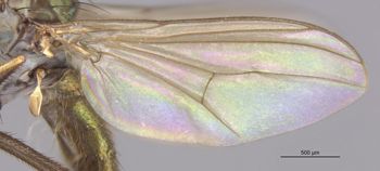 Media type: image;   Entomology 12883 Aspect: Wing front